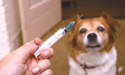 儿童犬咬伤的预防和急诊治疗2