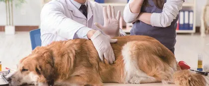 儿童犬咬伤的预防和急诊治疗3