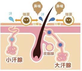 青春期狐臭，应注重调理
