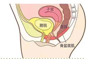 产后康复之盆底肌常识，一定要知道