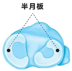 半月板为何“不堪重负”