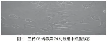 葛根素浓度对大鼠成骨细胞增殖的影响