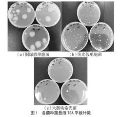 铜绿假单胞菌重组酶聚合酶扩增检测方法研究