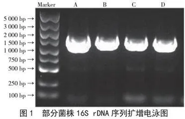 16S rDNA鉴定腐败椰果罐头中的微生物