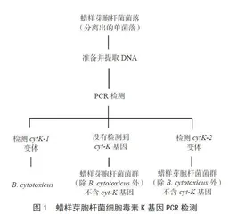 国内外蜡样芽胞杆菌检测标准对比分析