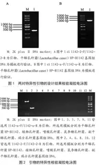 特异性检测干酪乳杆菌的引物探针设计