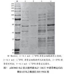 番茄源糖基转移酶UGTSL2的重组表达及其诱导条件优化