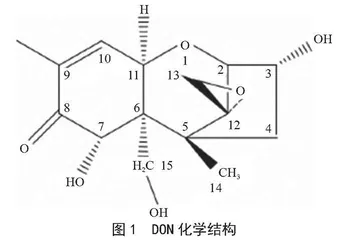 脱氧雪腐镰刀菌烯醇合成及降解研究进展