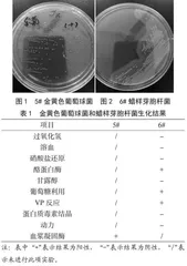 一起由金黄色葡萄球菌和蜡样芽胞杆菌引起食物中毒的实验室检测分析