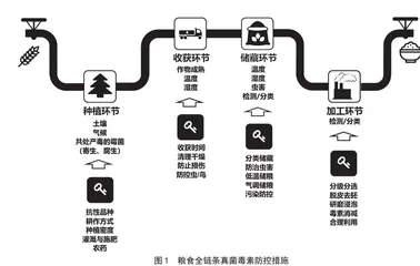 粮食全链条真菌毒素防控策略