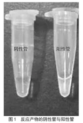 交叉引物扩增法检测食品中大肠杆菌不耐热肠毒素的探讨