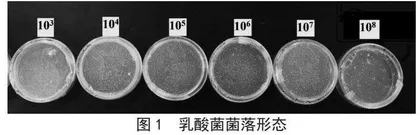 乳酸菌饮料活菌数符合度鉴定及温度对乳酸菌的影响