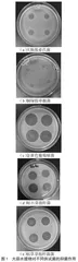 不同条件下大蒜水提物抑菌作用的研究