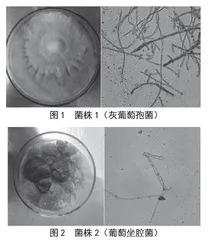 拮抗猕猴桃腐败菌酵母的分离与鉴定