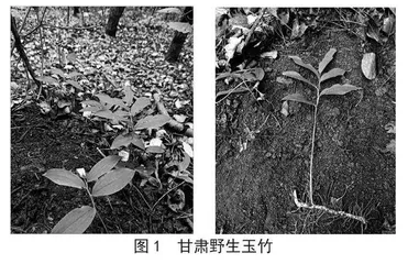 甘肃野生玉竹5种有害有毒元素的分析和评价