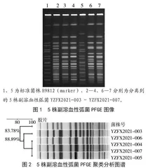 一起副溶血性弧菌食源性聚集事件的实验室检测及病原分析