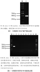 一种副干酪乳杆菌快速鉴定方法的建立及应用