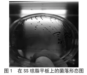 一株罕见的萨奥沙门氏菌的分离鉴定 