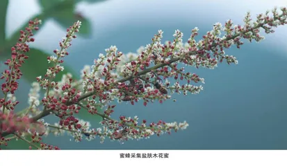 五倍子蜂蜜：适合肺肾双虚人群的“黄金蜜”