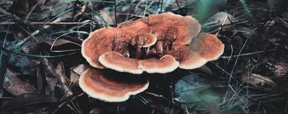 “仙草”灵芝的营养保健价值