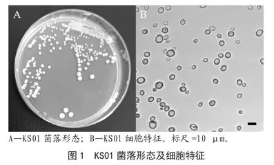 饮料中腐败酵母菌的分离、鉴定及控制研究
