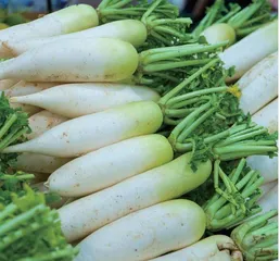 “驻足”冬天的萝卜
