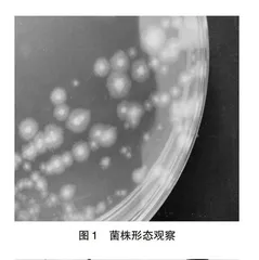 一株嗜高温菌产甘油的特性研究及其发酵条件优化