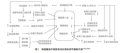 褐藻膳食纤维对糖脂代谢调节作用的研究进展海燕 秦益民
