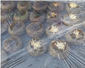 母亲的麦芽塌饼