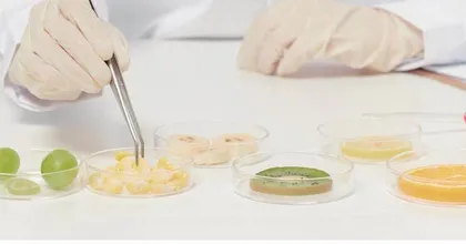 食品专业英语翻译教学中交互式教学模式的应用研究