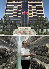 小蘑菇长成乡村振兴大产业