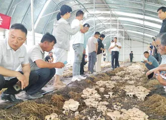以科技创新与生态循环  引领珍稀菌产业高质量发展