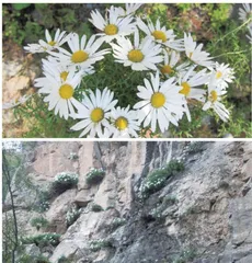 绽放于峭壁的太行菊 
