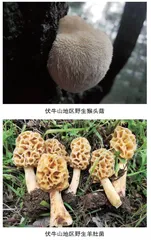 伏牛山区域食用菌产业发展的思考