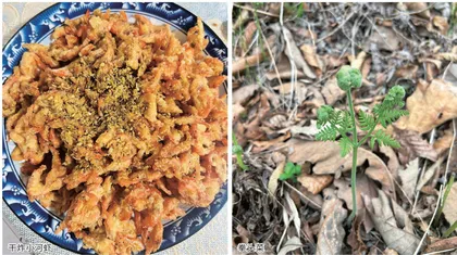 故乡的山野至味 1