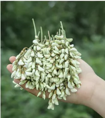 母亲的槐花蒸菜 