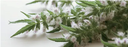 “妇科圣手” 益母草 