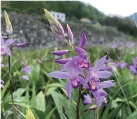 止血生肌 “圣药” 白芨