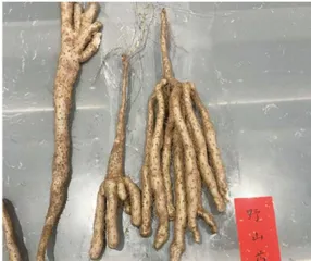 雨生百谷，药食同源话养生6