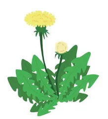 被冠名“草药皇后”，蒲公英果然名不虚传