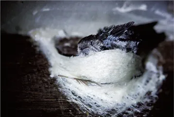 燕窝中的蛋白质之赖氨酰氧化酶样蛋白3