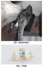 浅析燕窝中的核心营养物质蛋白质