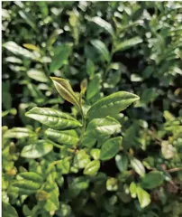独爱野茶的味道