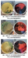 食品中单核细胞增生李斯特氏菌的检验能力验证结果分析