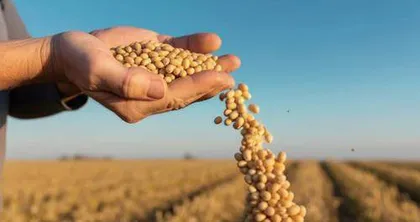 大豆优质高产栽培技术研究