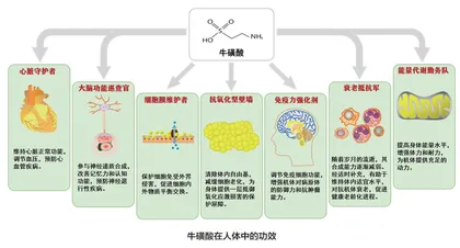 合理补充牛磺酸人体健康有保障