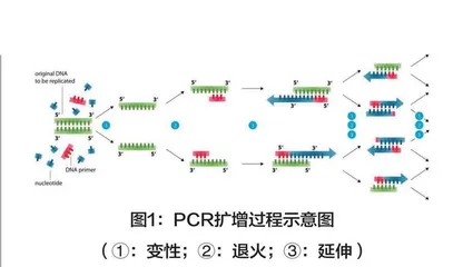 实时荧光定量PCR技术在食品检测中的应用进展