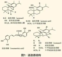 迷迭香提取物在肉类食品保鲜性能方面的应用与评价