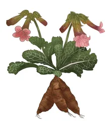 秋冬季需生津、润肺 三种食药物质来帮忙