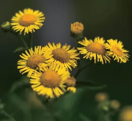 田野中的养生瑰宝：野菊